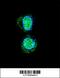 Homeobox A10 antibody, 55-119, ProSci, Immunofluorescence image 