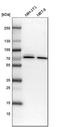 Cleavage and polyadenylation specificity factor subunit 6 antibody, HPA039973, Atlas Antibodies, Western Blot image 