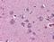 Netrin G2 antibody, orb89801, Biorbyt, Immunohistochemistry paraffin image 