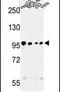 Microtubule Associated Serine/Threonine Kinase Like antibody, PA5-25934, Invitrogen Antibodies, Western Blot image 