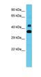 COBW Domain Containing 1 antibody, orb326794, Biorbyt, Western Blot image 