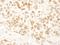 AT-rich interactive domain-containing protein 4B antibody, A302-233A, Bethyl Labs, Immunohistochemistry frozen image 