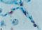 Sftpa antibody, NBP2-41344, Novus Biologicals, Immunohistochemistry paraffin image 