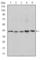 REL Proto-Oncogene, NF-KB Subunit antibody, abx011912, Abbexa, Western Blot image 