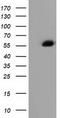 Alpha-fetoprotein antibody, TA501786, Origene, Western Blot image 