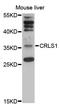 Cardiolipin Synthase 1 antibody, STJ114266, St John