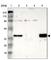 Pim-2 Proto-Oncogene, Serine/Threonine Kinase antibody, HPA000285, Atlas Antibodies, Western Blot image 