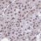 Sn1-specific diacylglycerol lipase alpha antibody, HPA062497, Atlas Antibodies, Immunohistochemistry frozen image 