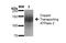 WC1 antibody, NBP2-59375, Novus Biologicals, Western Blot image 
