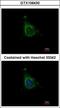 A-Kinase Anchoring Protein 10 antibody, GTX106430, GeneTex, Immunofluorescence image 