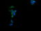 Ciliogenesis Associated TTC17 Interacting Protein antibody, LS-C337906, Lifespan Biosciences, Immunofluorescence image 