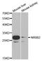 Nuclear Receptor Subfamily 0 Group B Member 2 antibody, orb136540, Biorbyt, Western Blot image 