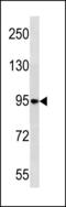 Protein kinase C-binding protein NELL1 antibody, LS-C203834, Lifespan Biosciences, Western Blot image 