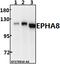 EPH Receptor A8 antibody, A06731-1, Boster Biological Technology, Western Blot image 