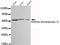 Aldh3 antibody, LS-C393564, Lifespan Biosciences, Western Blot image 