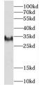 Protein CREG1 antibody, FNab01969, FineTest, Western Blot image 