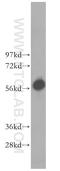 DNA primase large subunit antibody, 11788-1-AP, Proteintech Group, Western Blot image 