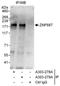 Zinc Finger Protein 687 antibody, A303-279A, Bethyl Labs, Immunoprecipitation image 