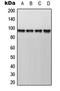 A-Kinase Anchoring Protein 8 antibody, LS-C353242, Lifespan Biosciences, Western Blot image 