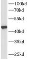 Glia-derived nexin antibody, FNab07752, FineTest, Western Blot image 