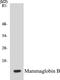 Secretoglobin Family 2A Member 1 antibody, EKC1344, Boster Biological Technology, Western Blot image 