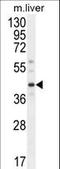 DnaJ Heat Shock Protein Family (Hsp40) Member C11 antibody, LS-C167468, Lifespan Biosciences, Western Blot image 
