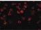 Regulator Of Microtubule Dynamics 2 antibody, LS-C108701, Lifespan Biosciences, Immunofluorescence image 