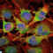HsMAD2 antibody, LS-C812769, Lifespan Biosciences, Immunofluorescence image 
