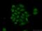 Homeobox D9 antibody, 20560-1-AP, Proteintech Group, Immunofluorescence image 