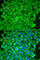 Sarcoglycan Epsilon antibody, A5330, ABclonal Technology, Immunofluorescence image 