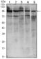 Signal Transducer And Activator Of Transcription 6 antibody, AM06474SU-N, Origene, Western Blot image 