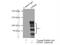 Erythrocyte Membrane Protein Band 4.1 antibody, 13014-1-AP, Proteintech Group, Immunoprecipitation image 