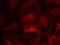 Rac Family Small GTPase 1 antibody, NB100-82169, Novus Biologicals, Immunofluorescence image 