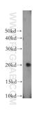 Peptidyl-prolyl cis-trans isomerase H antibody, 11651-1-AP, Proteintech Group, Western Blot image 