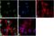 Di-Methyl-Histone H3 antibody, 720092, Invitrogen Antibodies, Immunofluorescence image 