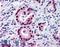 Histone Deacetylase 1 antibody, LS-B34, Lifespan Biosciences, Immunohistochemistry paraffin image 
