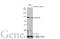 Rho/Rac Guanine Nucleotide Exchange Factor 2 antibody, GTX125893, GeneTex, Western Blot image 