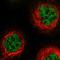 Zinc Finger And BTB Domain Containing 10 antibody, HPA021554, Atlas Antibodies, Immunocytochemistry image 