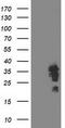 Leukocyte Receptor Cluster Member 1 antibody, TA503115, Origene, Western Blot image 