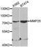 Matrix Metallopeptidase 25 antibody, MBS126850, MyBioSource, Western Blot image 