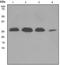 Protein FADD antibody, TA307340, Origene, Western Blot image 