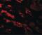GDNF Inducible Zinc Finger Protein 1 antibody, PA5-34375, Invitrogen Antibodies, Immunofluorescence image 
