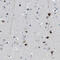 Polybromo 1 antibody, HPA015629, Atlas Antibodies, Immunohistochemistry frozen image 
