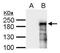 ASXL Transcriptional Regulator 1 antibody, NBP2-43807, Novus Biologicals, Western Blot image 