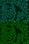 Methionine Sulfoxide Reductase B3 antibody, GTX32730, GeneTex, Immunofluorescence image 