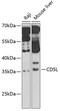 CD5 Molecule Like antibody, GTX55561, GeneTex, Western Blot image 