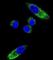 Cytochrome P450 Family 1 Subfamily A Member 1 antibody, abx033808, Abbexa, Western Blot image 