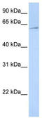 Eukaryotic translation initiation factor 3 subunit L antibody, TA346622, Origene, Western Blot image 