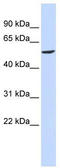 Gamma-Aminobutyric Acid Type A Receptor Beta2 Subunit antibody, TA338507, Origene, Western Blot image 