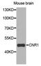 Cannabinoid receptor 1 antibody, orb135294, Biorbyt, Western Blot image 